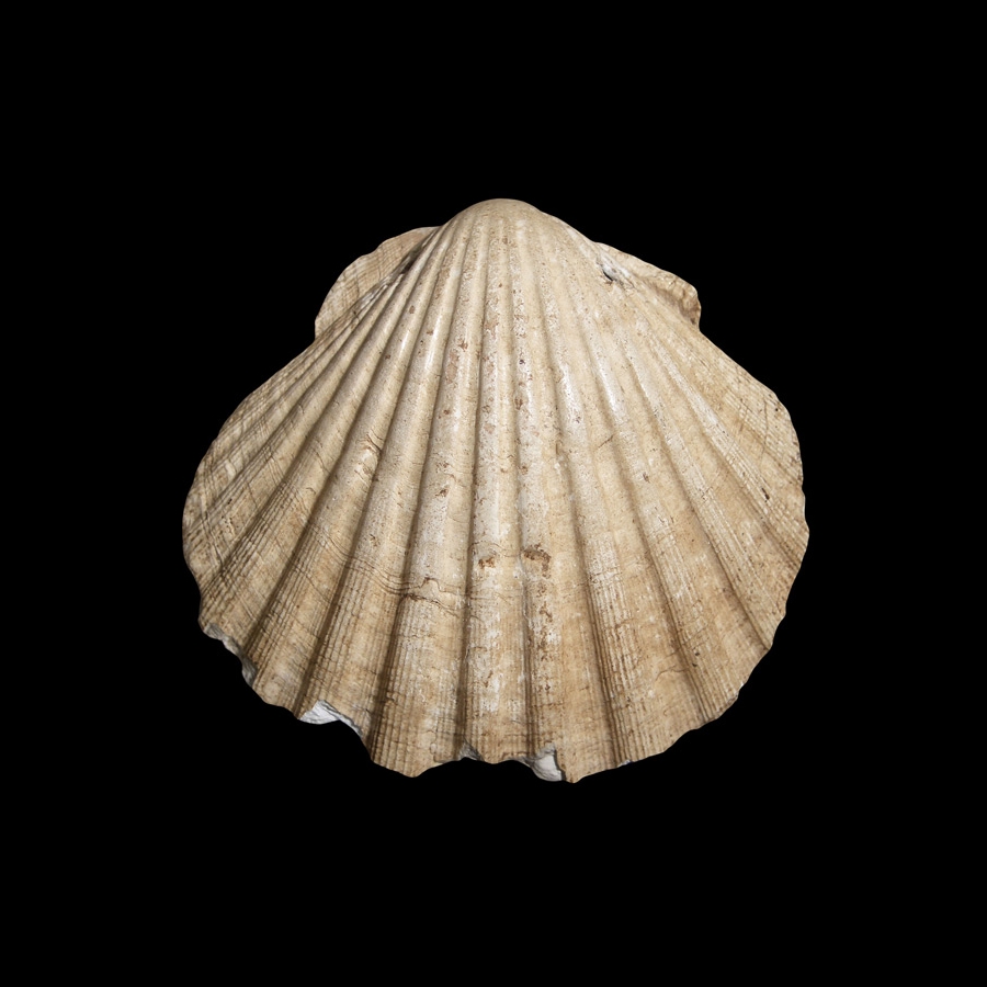 The Most Ancient Scallop